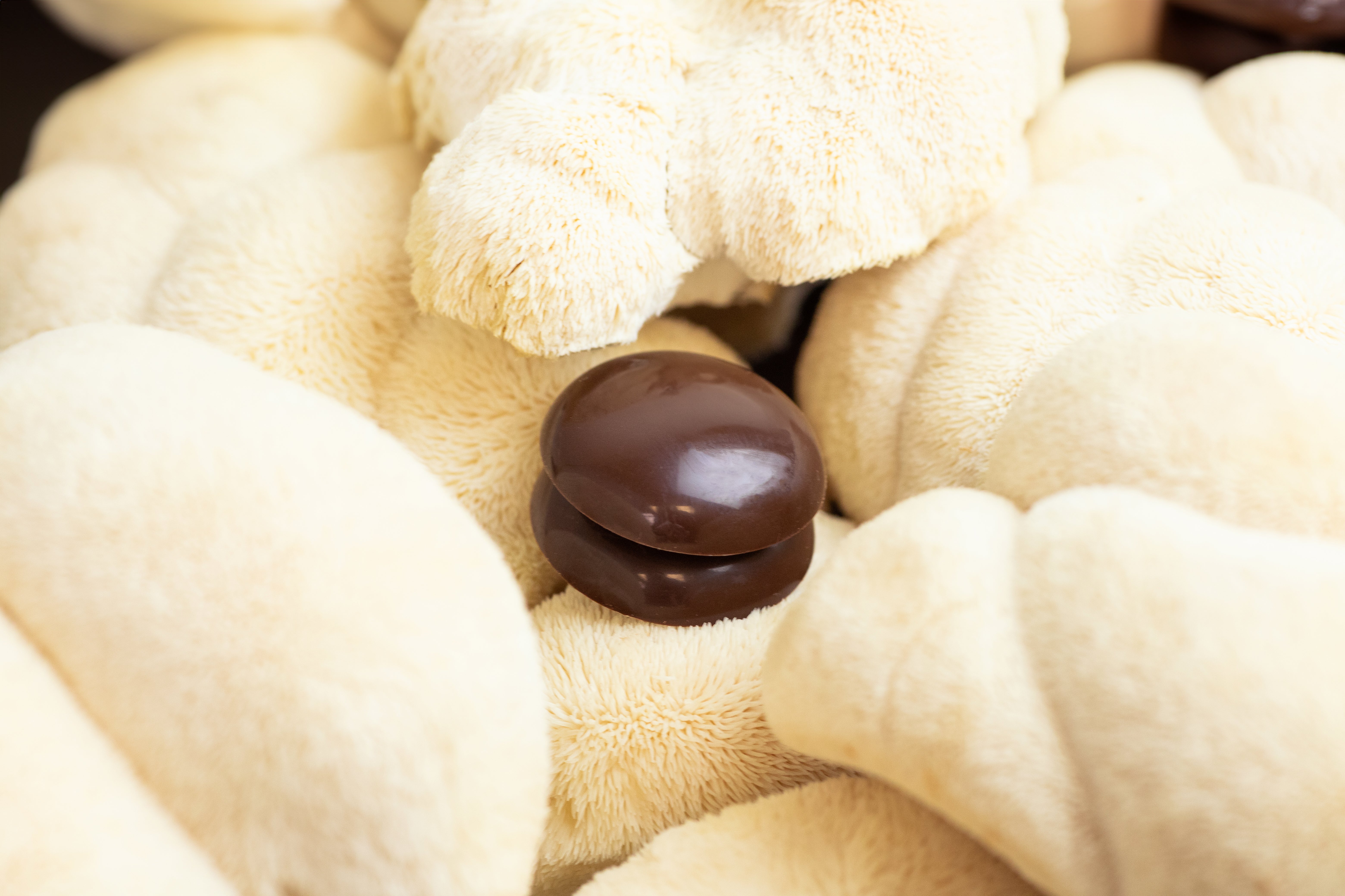 Mycology Meets Fine Chocolate: How MYCAO Started