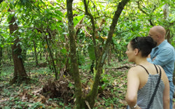 Image of A cacao adventure in Costa Rica