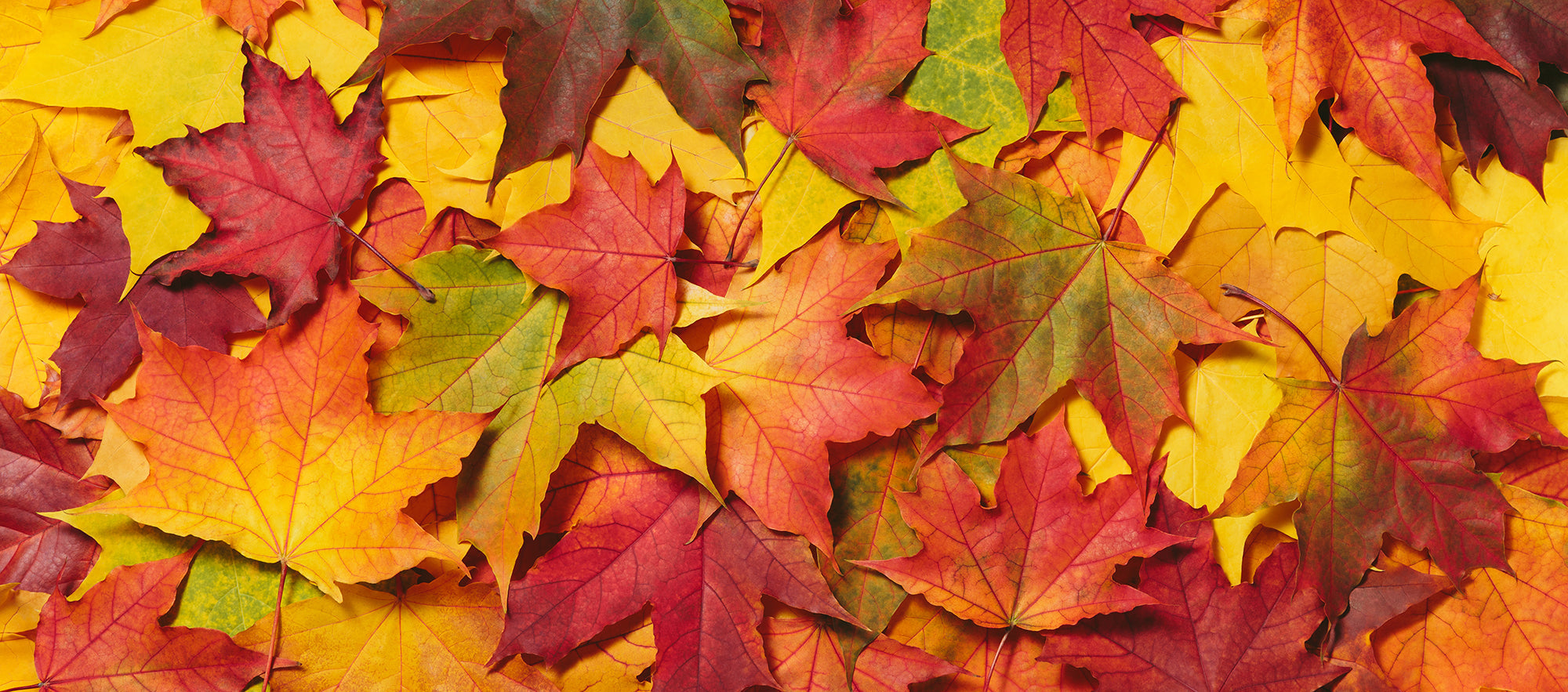 Image of Autumn Chocolates & Gifting Ideas