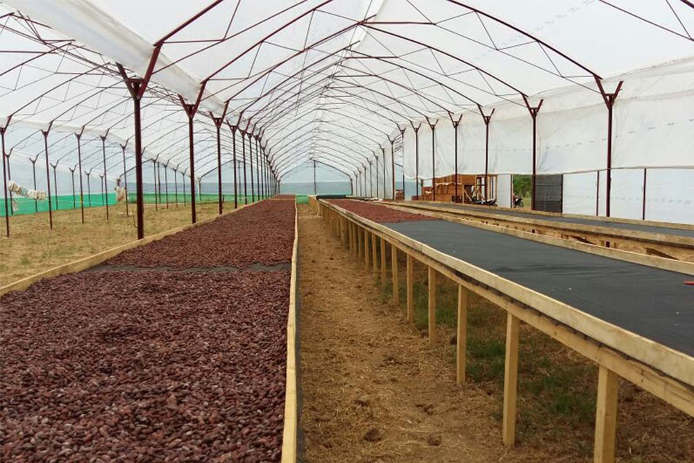 Large bean drying racks at the farm facility in Costa Rica.